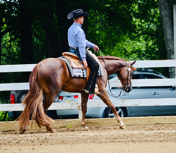 Around the Rings Tri State QH- August Show