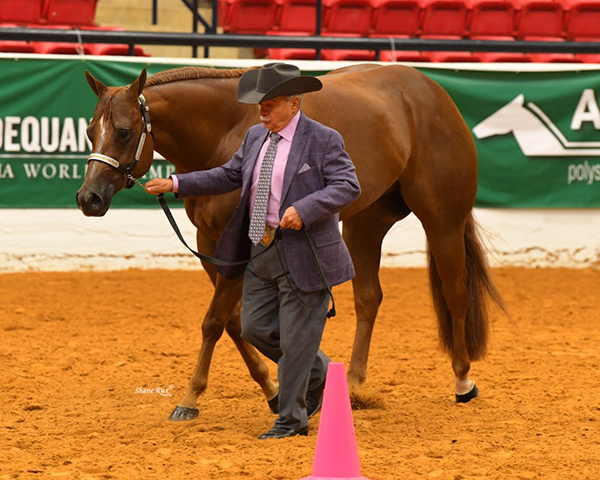 2020 Select World Will Now be Held at AQHA World Show