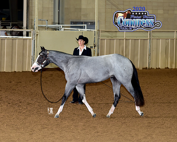 More Around the Ring Photos- 2020 Paint Horse Congress