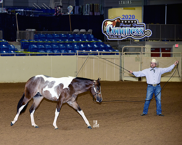 More Around the Ring Photos- 2020 Paint Horse Congress