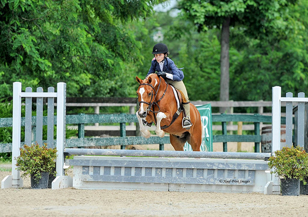 Chincoteague Show Pony Steams Back to Health