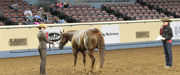 Donate to AQHA Professional Horsemen’s Crisis Fund to Help Those in Need