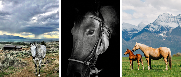 AQHA Photo Contest Now Open