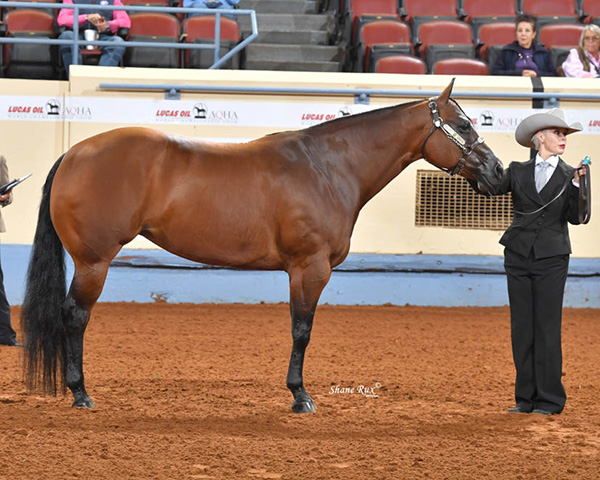 Review AQHA World Show Performance Halter Eligibility