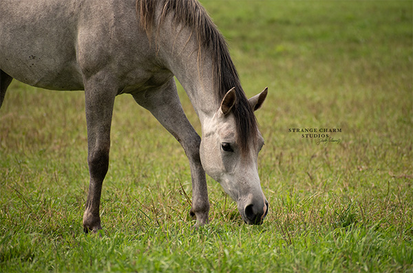 How Much Protein Does Your Horse Really Need?