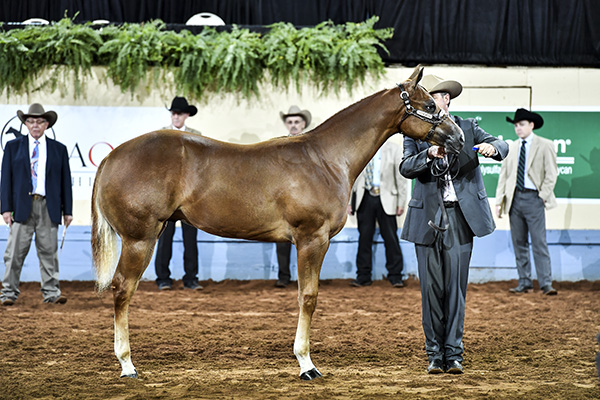 Halter Bonanza to Offer $151,000 at AQHA World Show