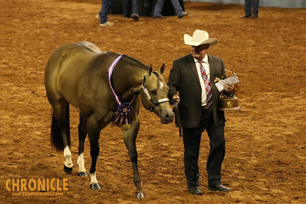 AQHA World Champions Include Horn, Ferguson, Castle, Robertson, Laney, Roark, Turner