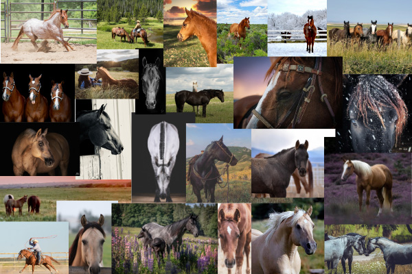 Winners of 2020 AQHA Photo Contest!