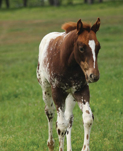 NSBA Fees For Yearlings Enrolling in BCF