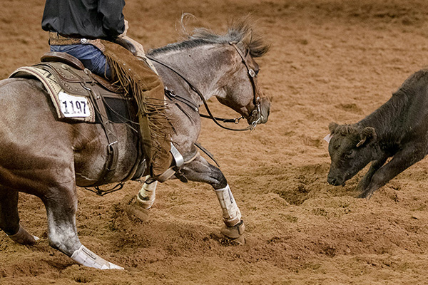 Largest AQHA World Show to Date