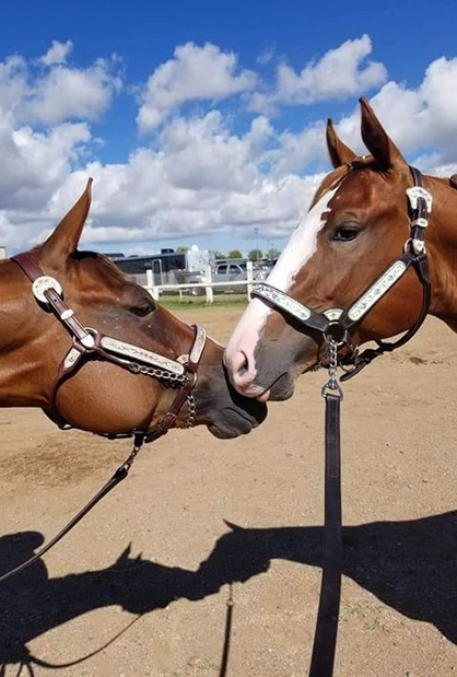 Find the Perfect Date For Your Mare with this Valentine’s Quiz