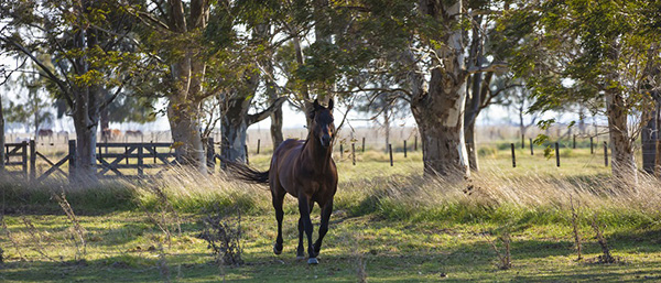 2021 Virtual AQHA Australasia-Africa Summit