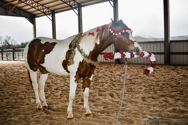 EC Photo of the Day- Christmas Hijinks!