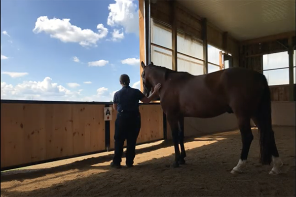 Journey Through the Horses’ Digestive Track