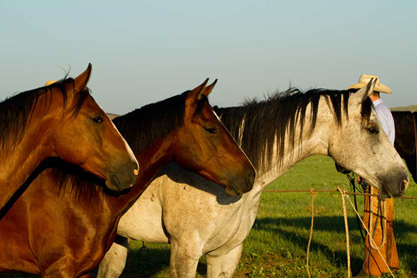 AQHA Rule Change Proposal Deadline is Dec 31