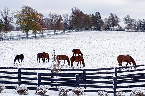 Horse Owners Should Keep Enough Hay For Winter