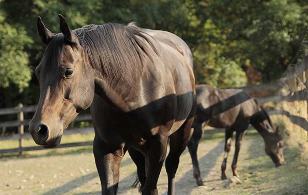 Participants Selected For 2021 AQHA RH Young Horse Development Program