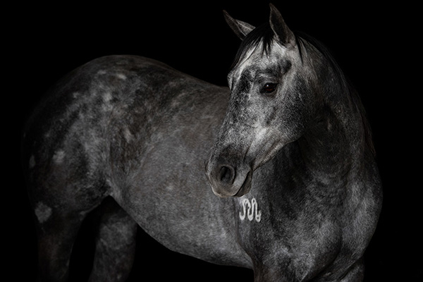 AQHA Debuts QData