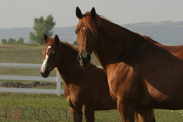 AQHA: Embryo Transfer Enrollment