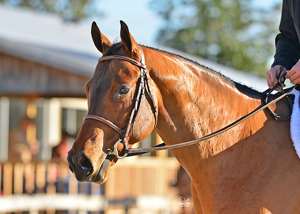 2020 FL Gold Coast Recap- 13,500 AQHA Entries