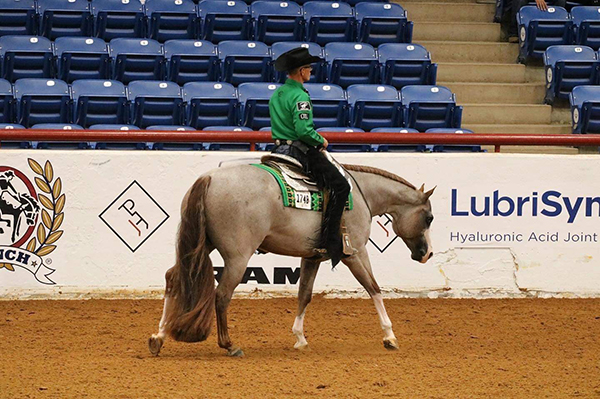 Carol Kane Purchases Multiple APHA World Champion, Kid In A Candy Store