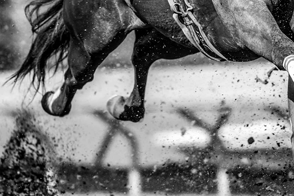 AQHA Special Achievement Winners