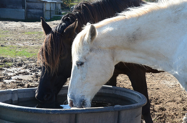Winter Water Woes and Colic Prevention 
