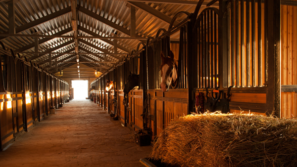 Six Tips For Ammonia Control in Horse Stalls