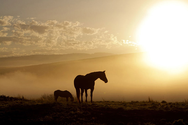 2021 AQHA Convention to be Held in “Business Format”