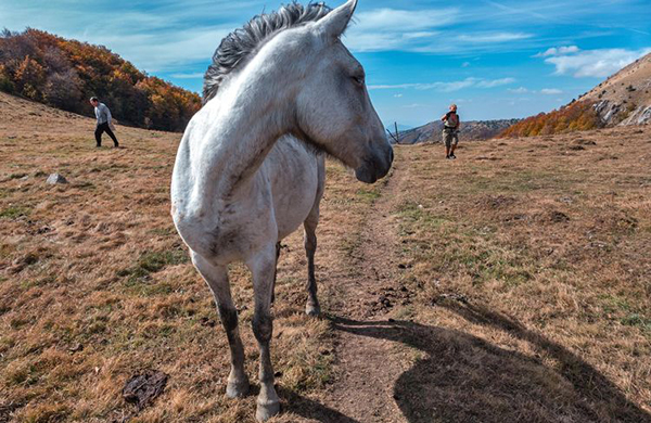 How to Catch a Loose Horse