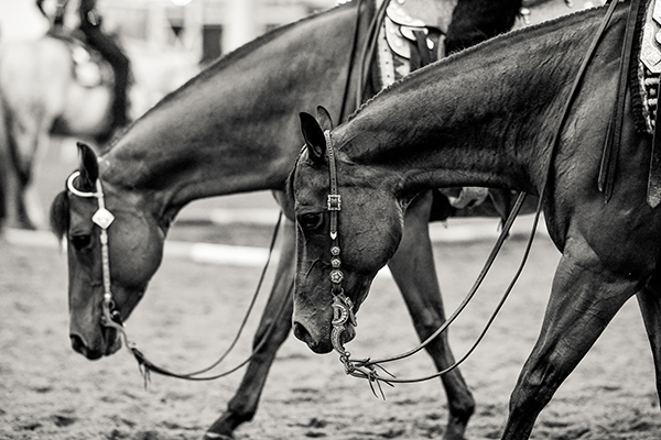 The Black and White Edition- Prairie Classic