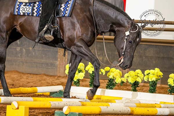 Even More Around the Rings- Prairie Classic