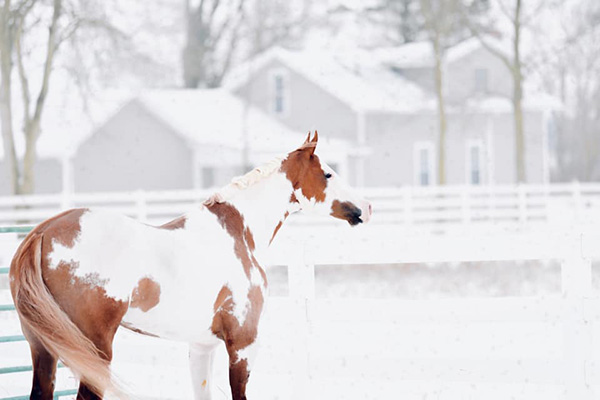 Snow Day Shenanigans!