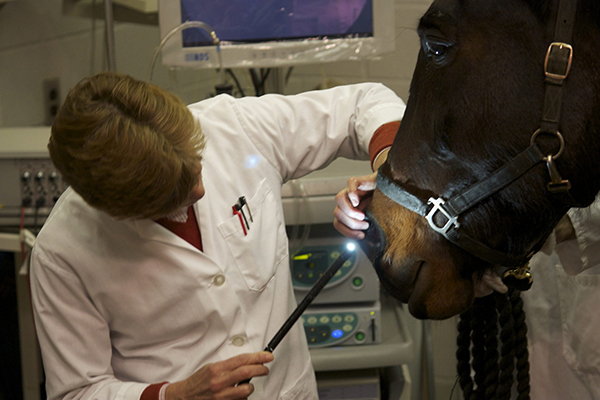 OVC Researcher Contributes to Global Paper on Equine Asthma