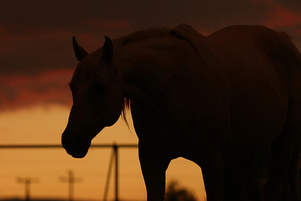 Margaret O’Connor, Wife of AQHA Past President Has Passed