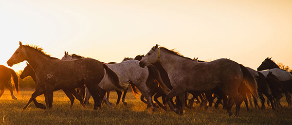 AQHA Convention Committee Agendas