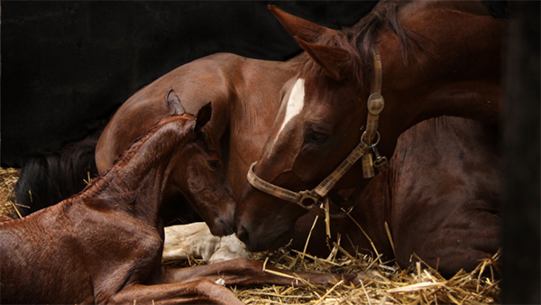 5 Safety Precautions For Mare and Foal