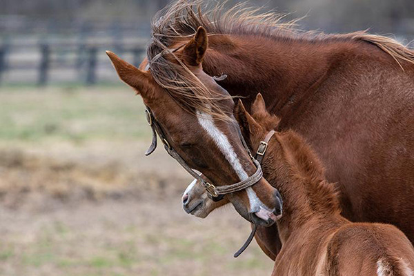 UK Ag Equine Launches Photography Contest