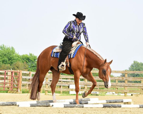 EC Photo of the Day- Horse and Rider Connection