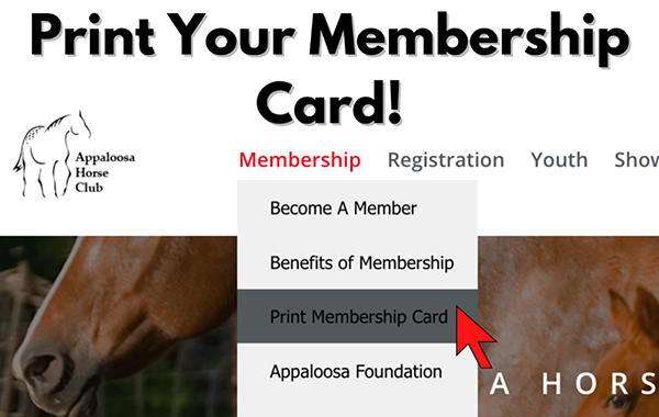 ApHC Membership Cards Now Available to Print