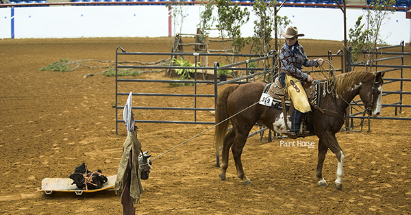 Effective Immediately- Touch Point Obstacles Reinstated For APHA Shows
