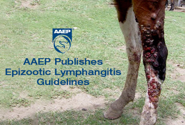 AAEP Publishes Epizootic Lymphangitis Guidelines