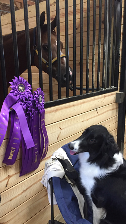 EC Photo of the Day- Who Won These Ribbons?