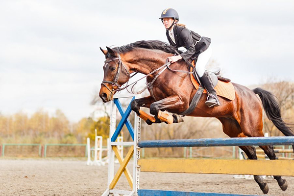 Educational Equine Wellness Series