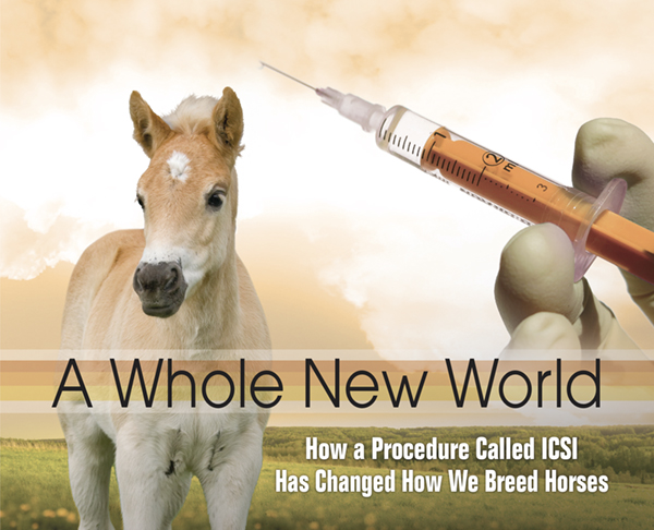 A Whole New World – How a Procedure Called ICSI Has Changed How We Breed Horses