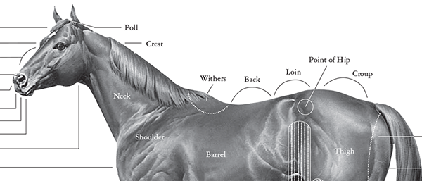 AQHA: Download Free Conformation Chart