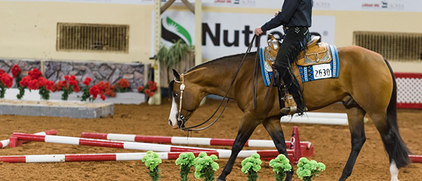 New AQHA World Show Adviser Program for AQHA International Members