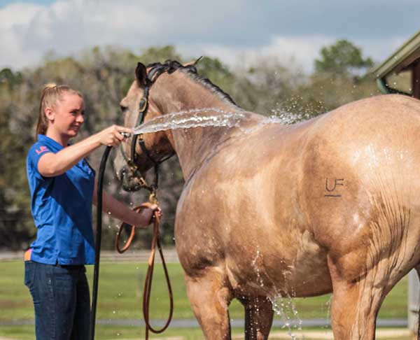 Scientists Discover Genetic Markers Tied to Loss of Ability to Sweat in Horses