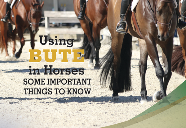 Using Bute in Horses – Some Important Things to Know