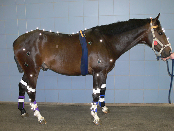 To Better Assess Lameness in Horses, Researchers Use Technology to Define Normal Muscle Activity